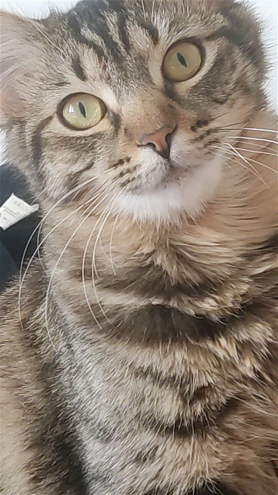 Bean