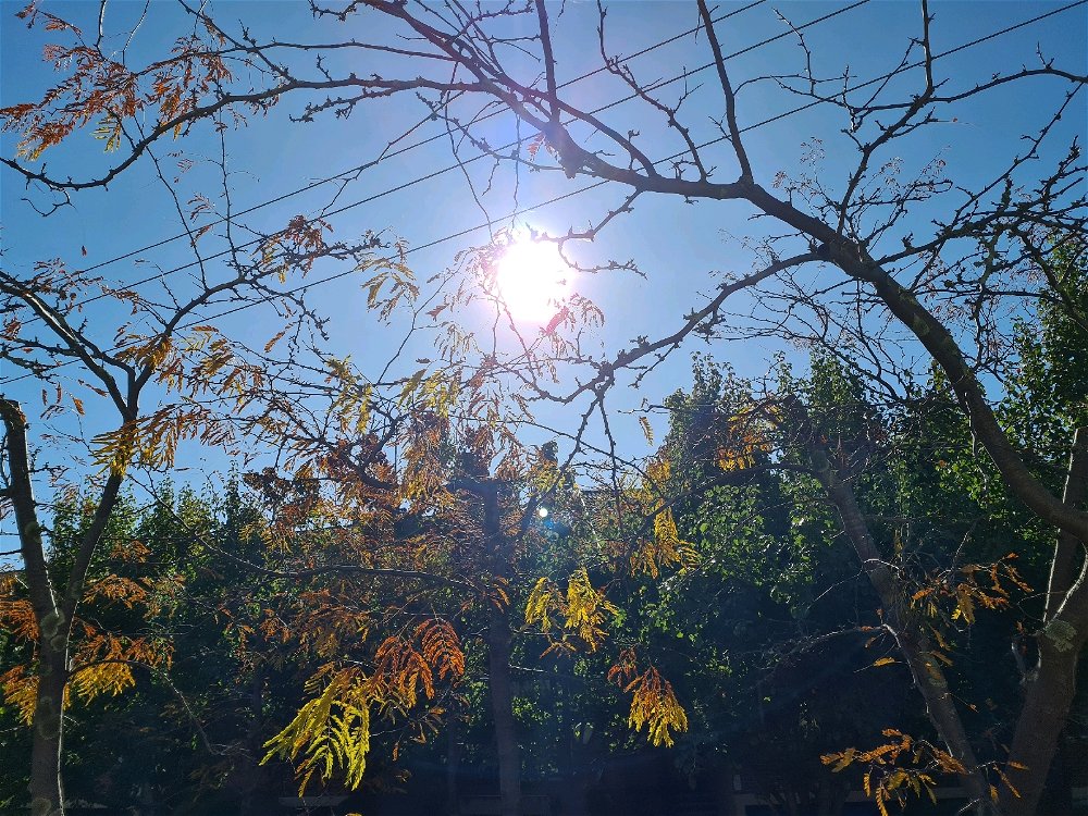 Sun shining on autumn leaves