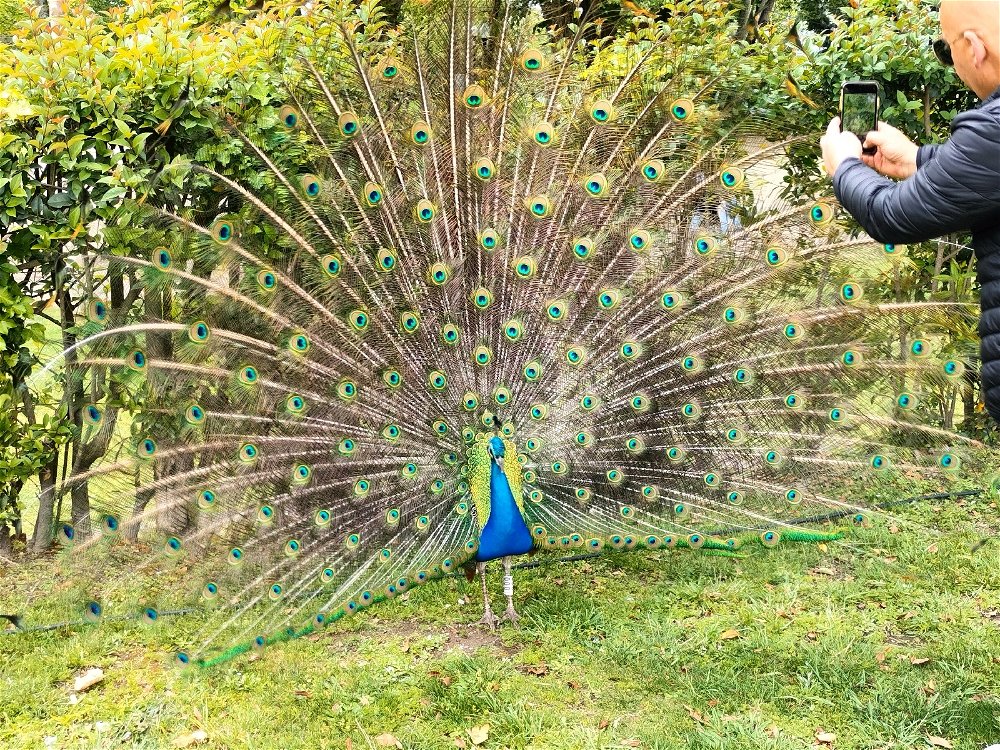 #peacock