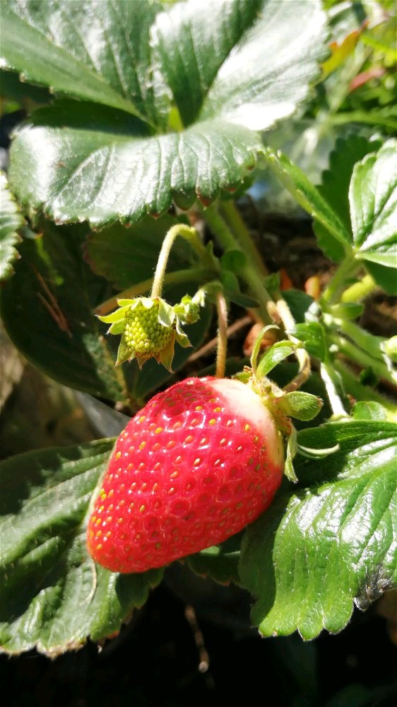 Frutillas