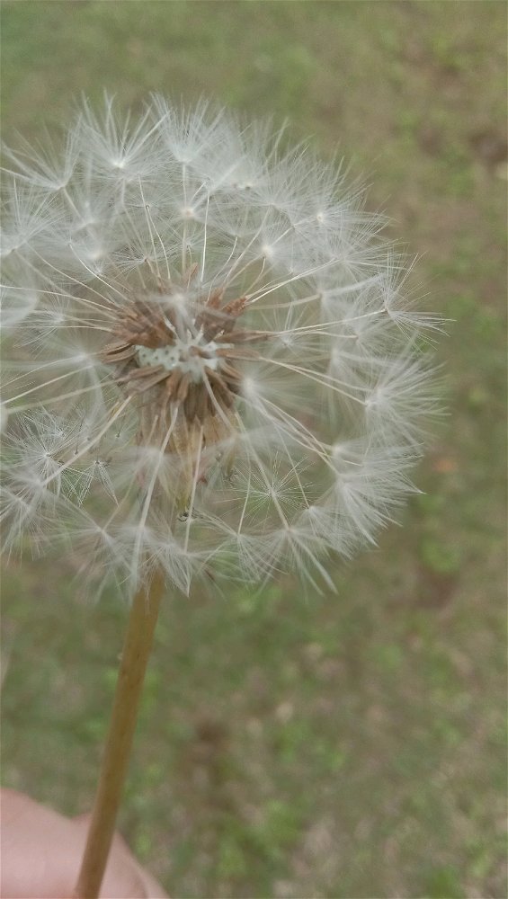 Dandelion