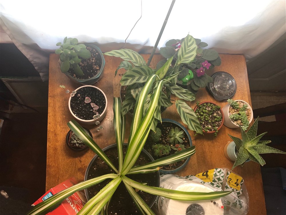 My plants ❤️ started with one and then boom 😂