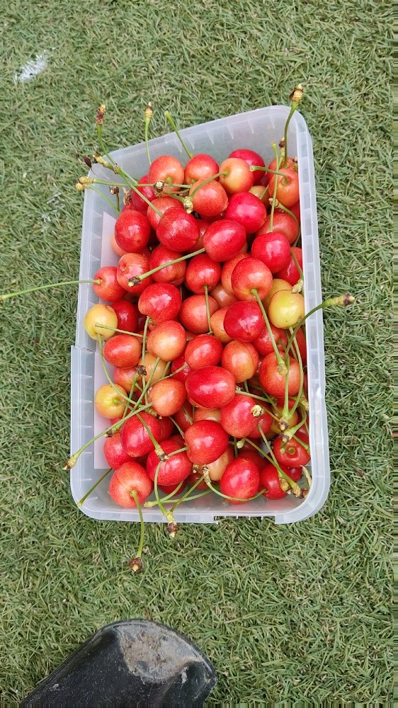 Picking up fallen cherries...