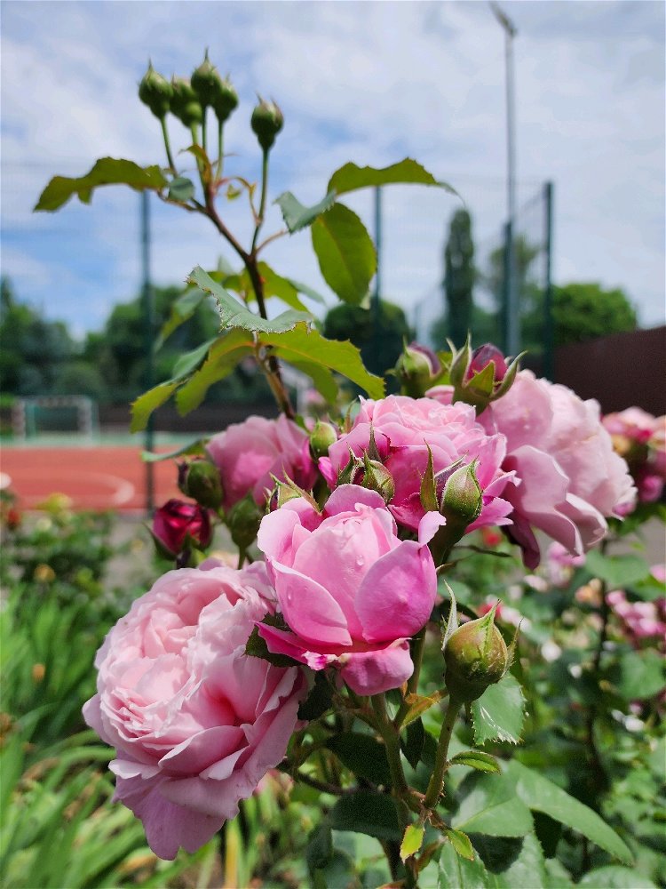 🌹доброго утра🌹