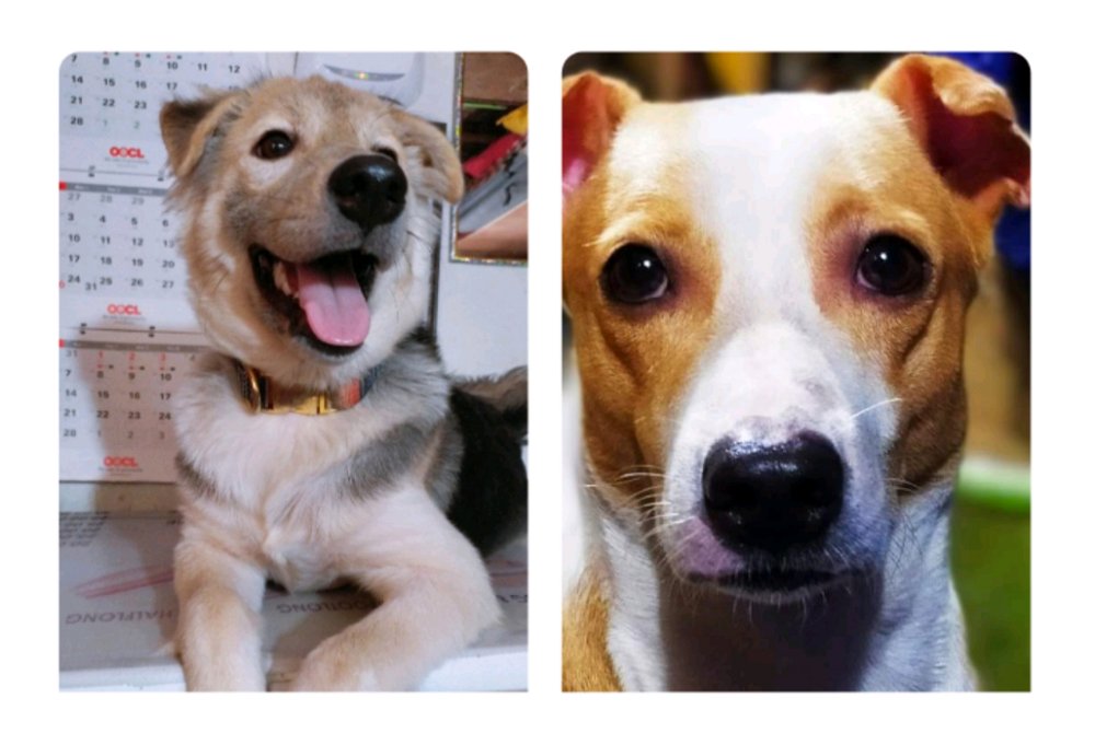MY BABIES 🐶🥰