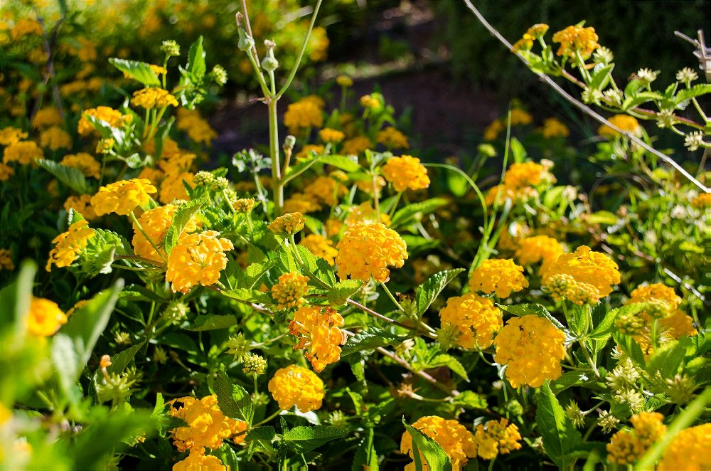 Taste of spring