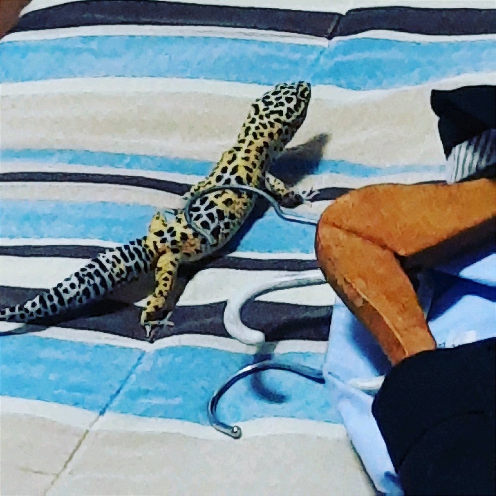 Prazer, esse é o Balu