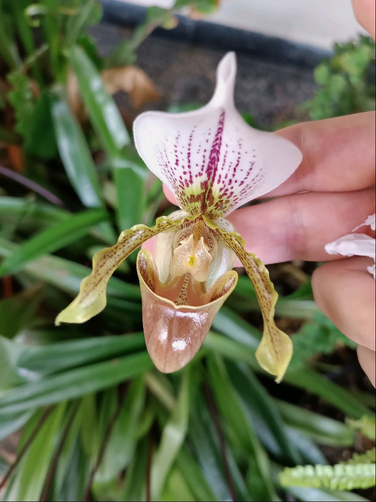 Orquídea zapatito