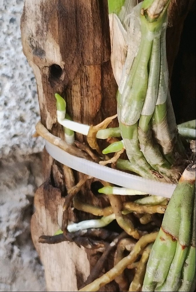 Orquídeas