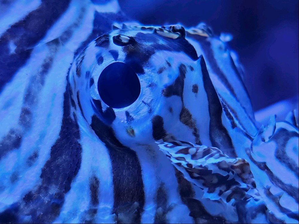 Ocean Dweller