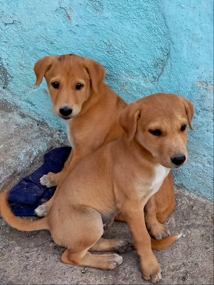 PUPPIES 🤩