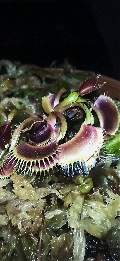 ¿Cuál es tu planta favorita? :)