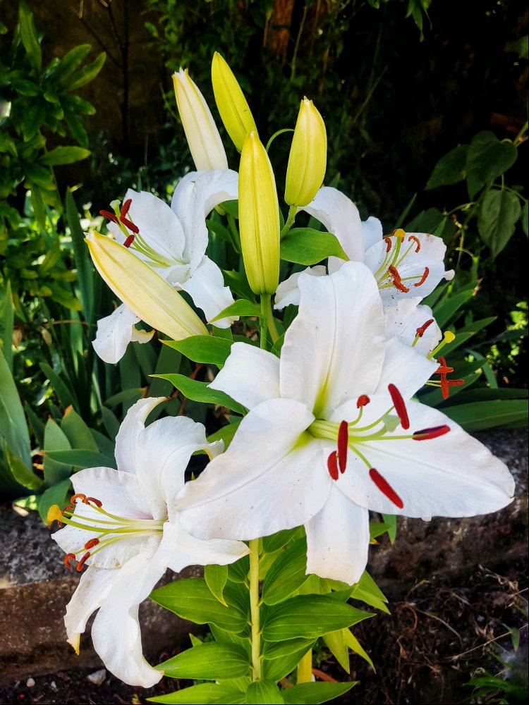 Quali sono i vostri fiori preferiti?