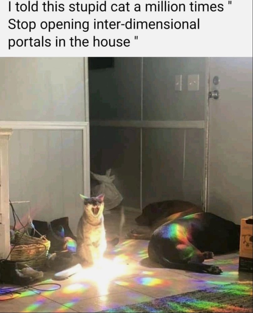 The damn cat again