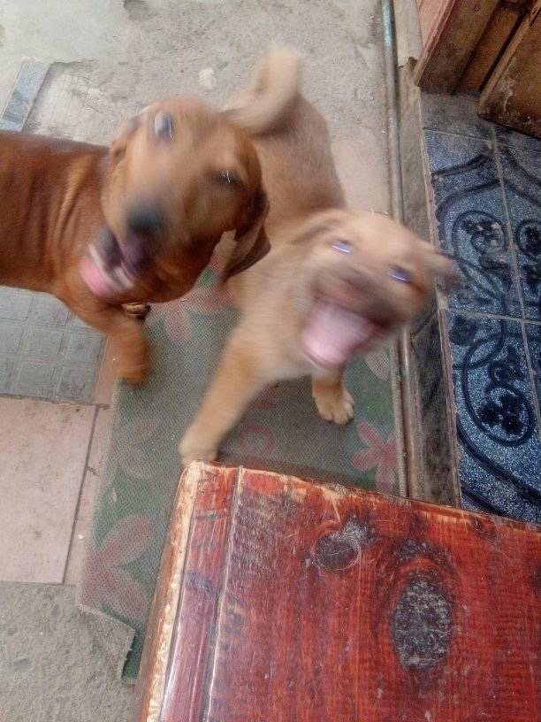 Jajajaja