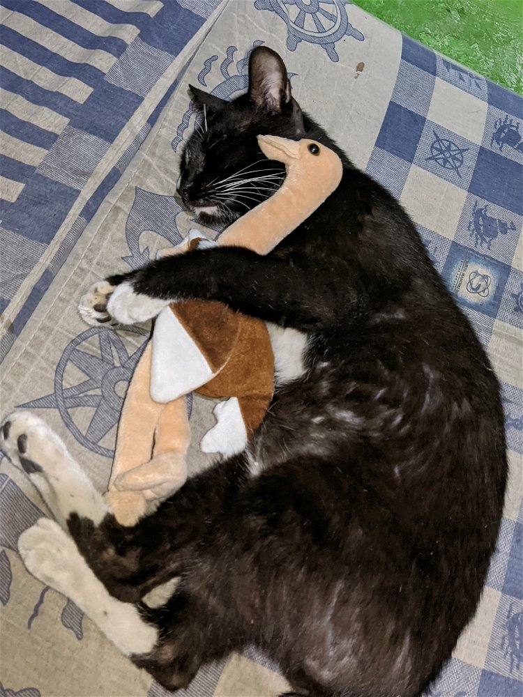 Kucing