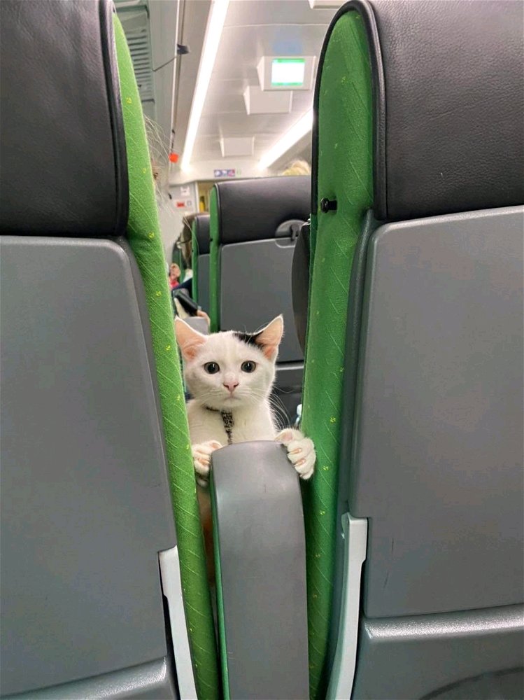 😸