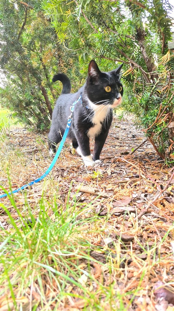 Zoro on walk .   🐈‍⬛