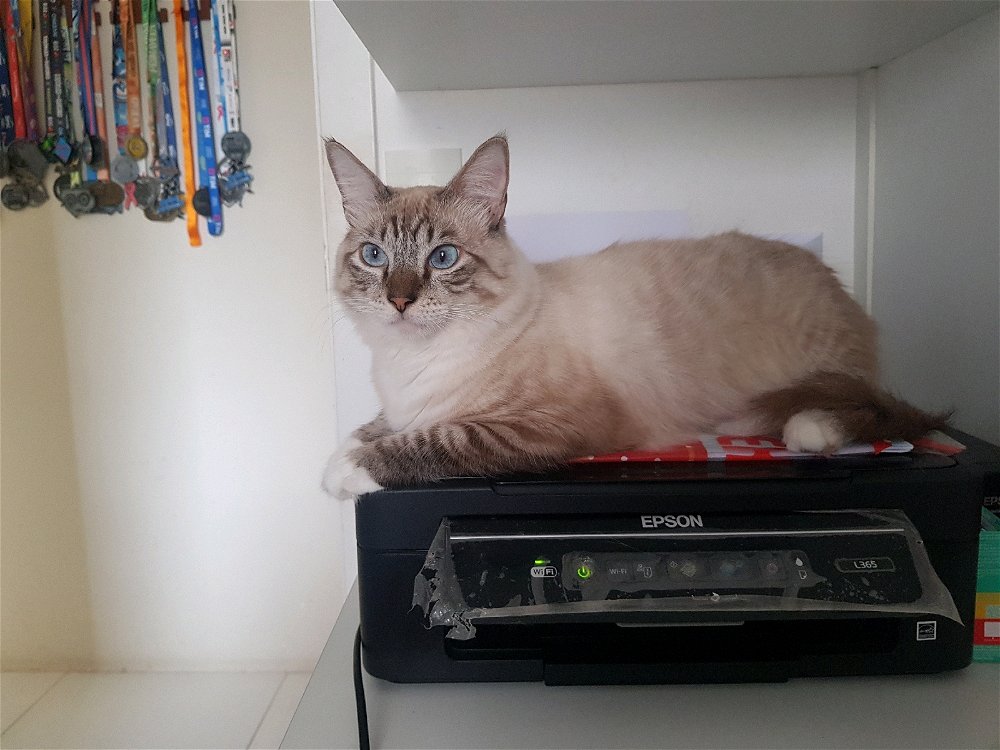 Mio gatto Amon Rá