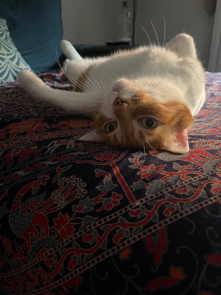 Tom
