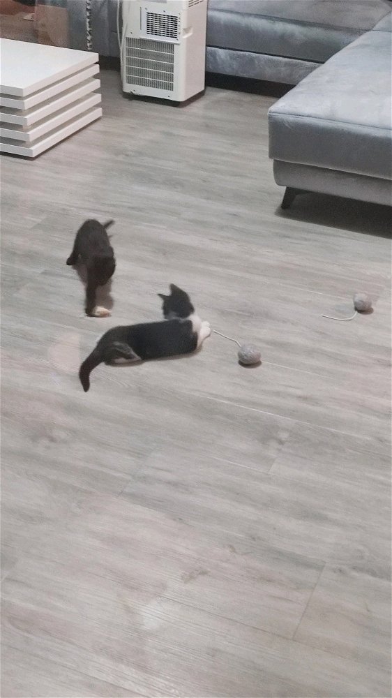 2 nieuwe kittens geadopteerd