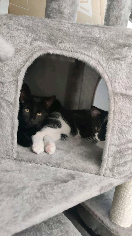 Kittens