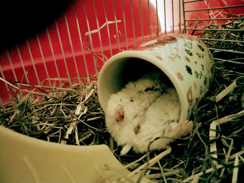Mi Hamster Dina intentando dormir a 43° sureños