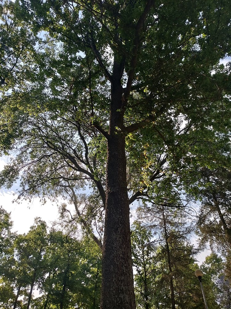 Árbol