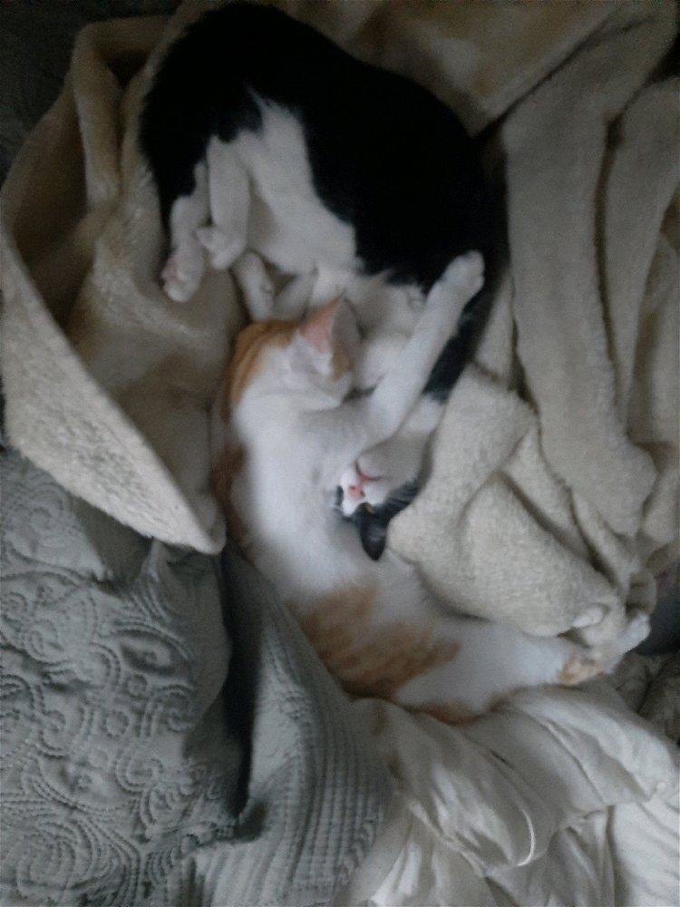 Minhas gatas fazendo o yin yang