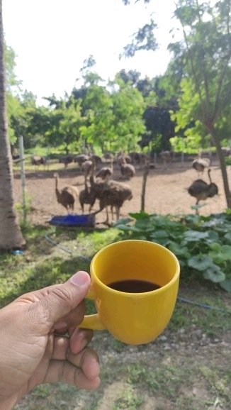 Con mis pichones de gallina.. si no sabe de gallina no opine 🤣