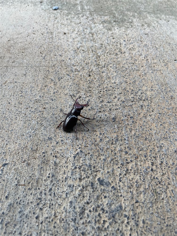 Beetle