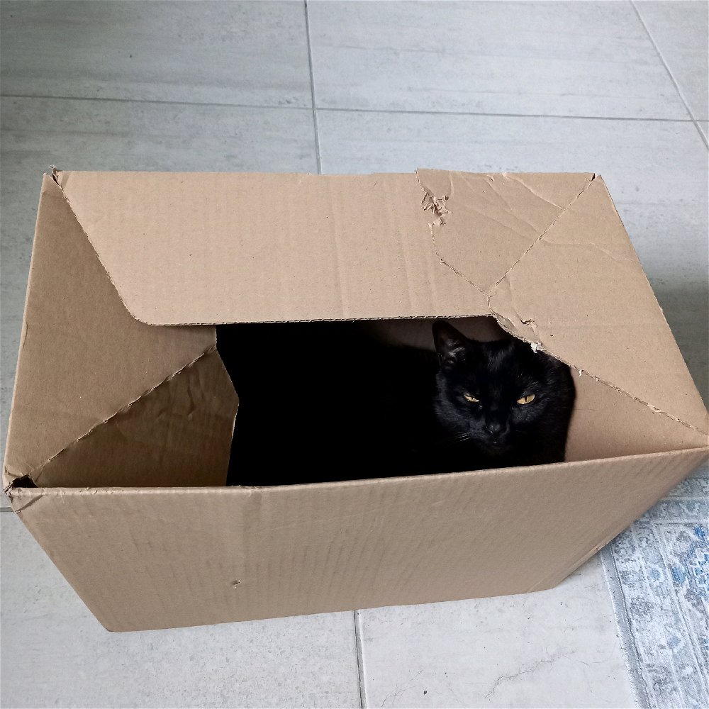 Warum mögen Katzen Boxen so sehr?