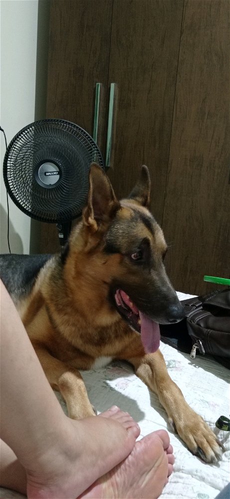 Já fazem alguns meses que meu amigão se foi, mas ainda sinto muita falta 😞