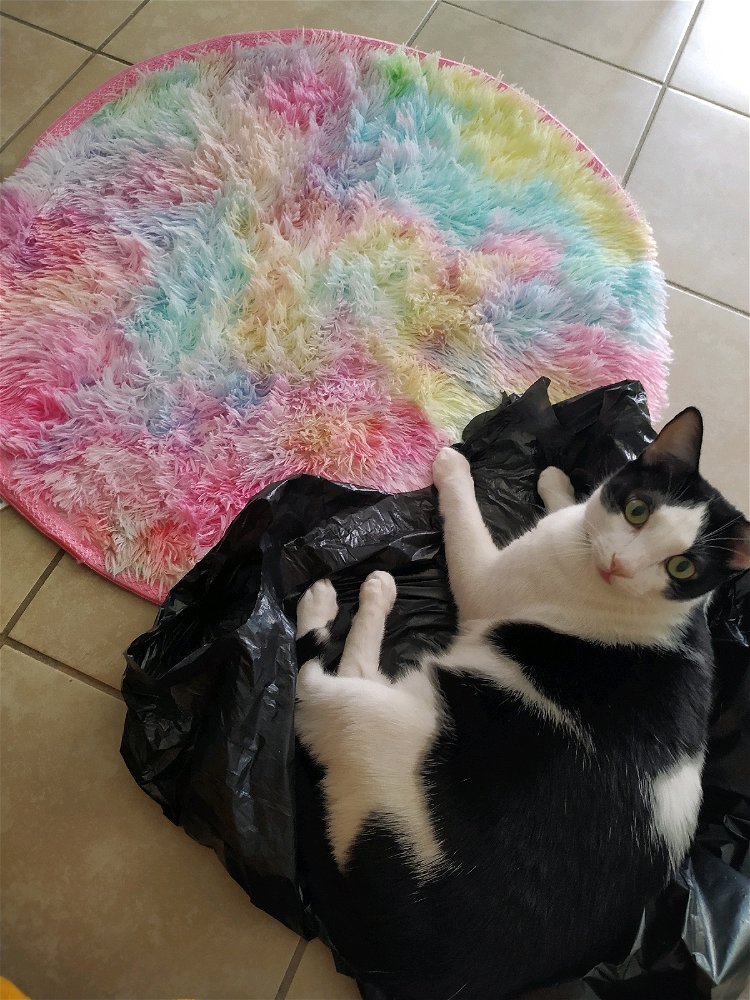I bought my cats a nice super soft carpet for them to lay down, but this little one prefers the plastic bag 🙃