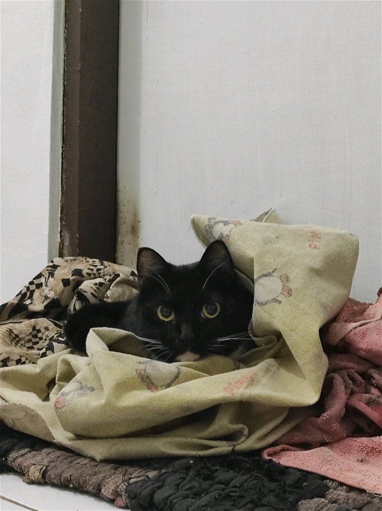 Kuro