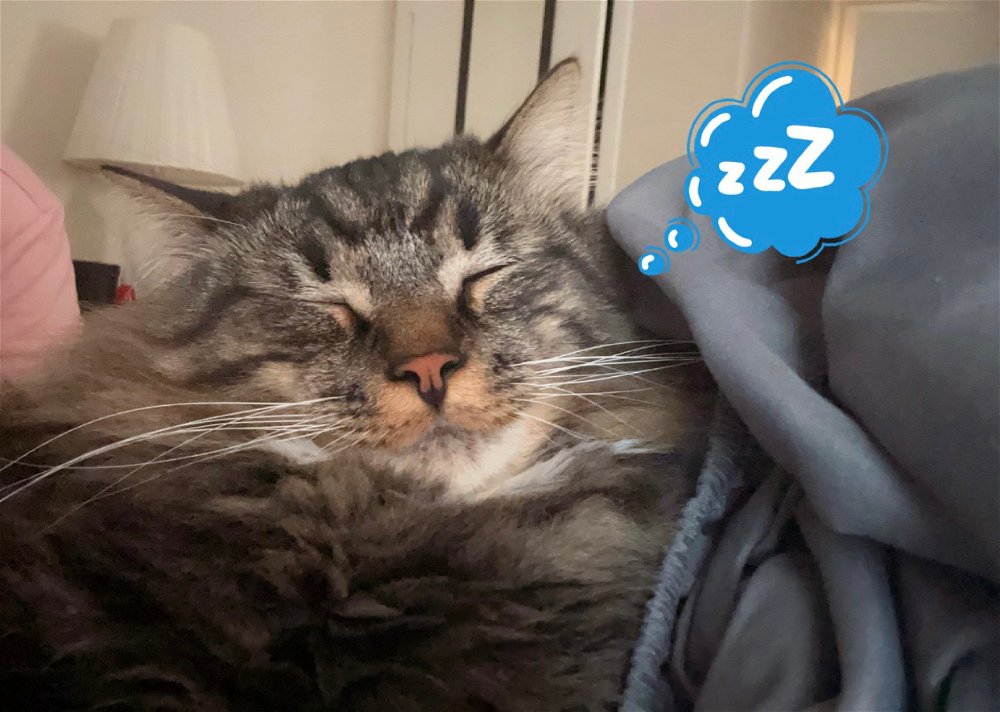 Sleepy baby 🐱💤
