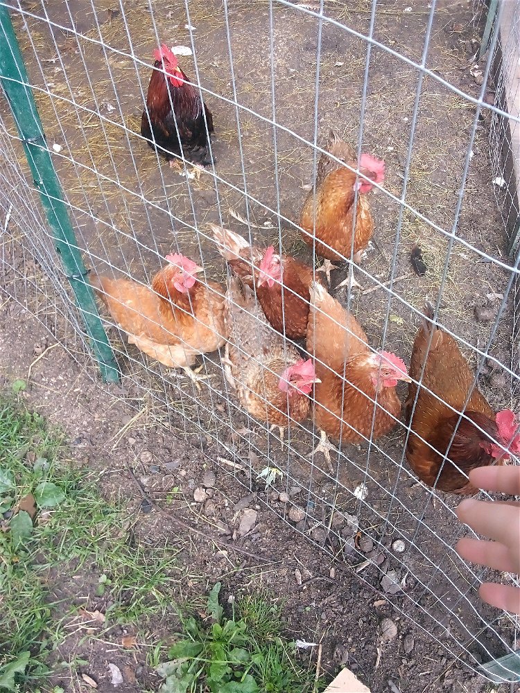 Chickens