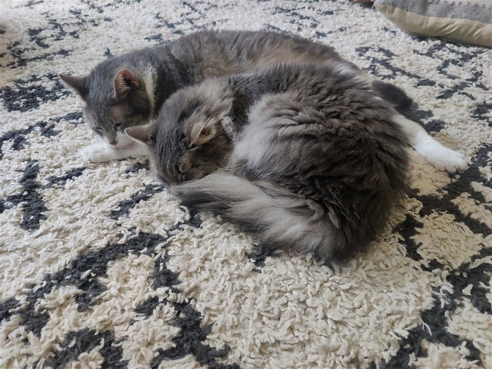 More cats to brighten your day