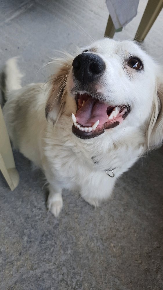 🐶