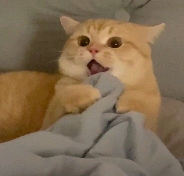 Kitty˶˃ ᵕ ˂˶