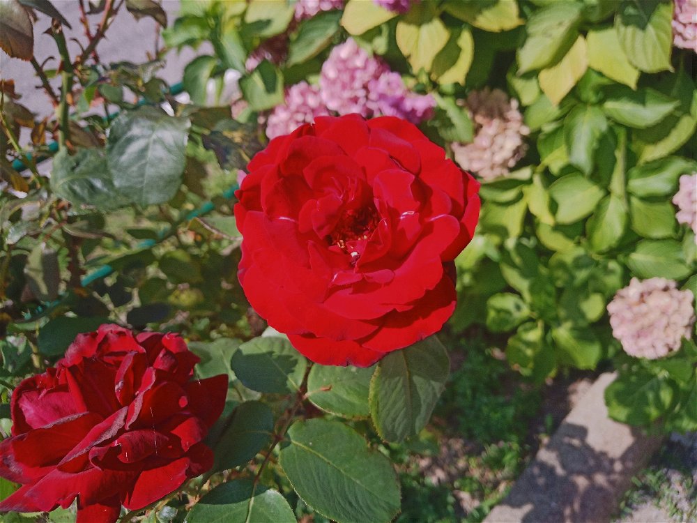 Rose rosse per te