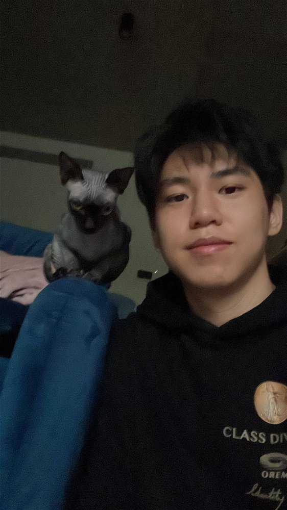 斯芬克斯猫是最好的