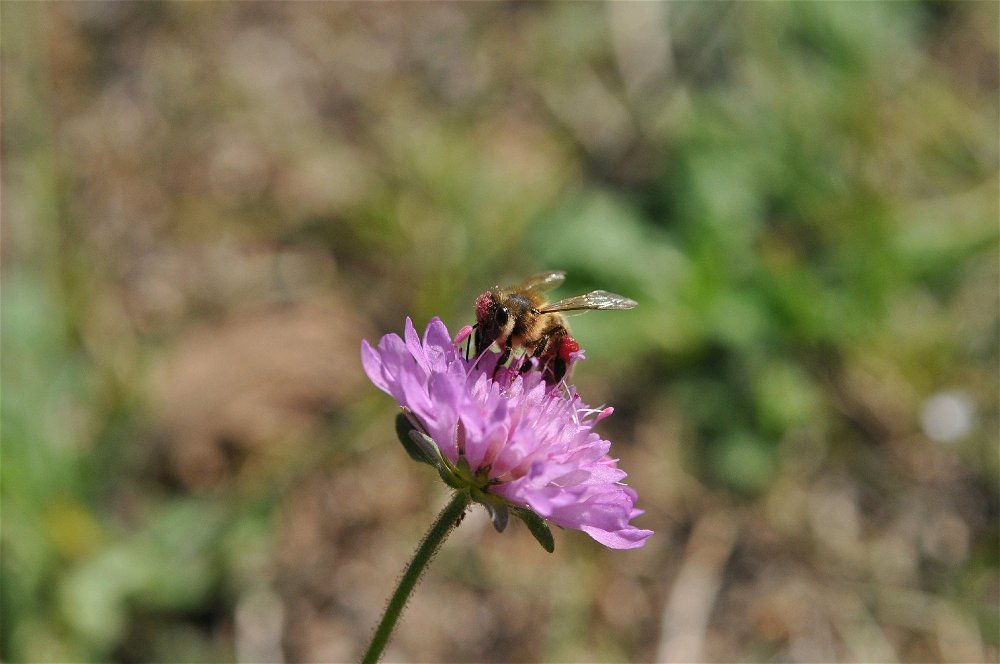 Abeille