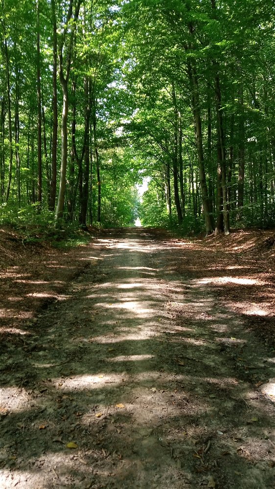 Wie schön ist wenn man im Wald ist