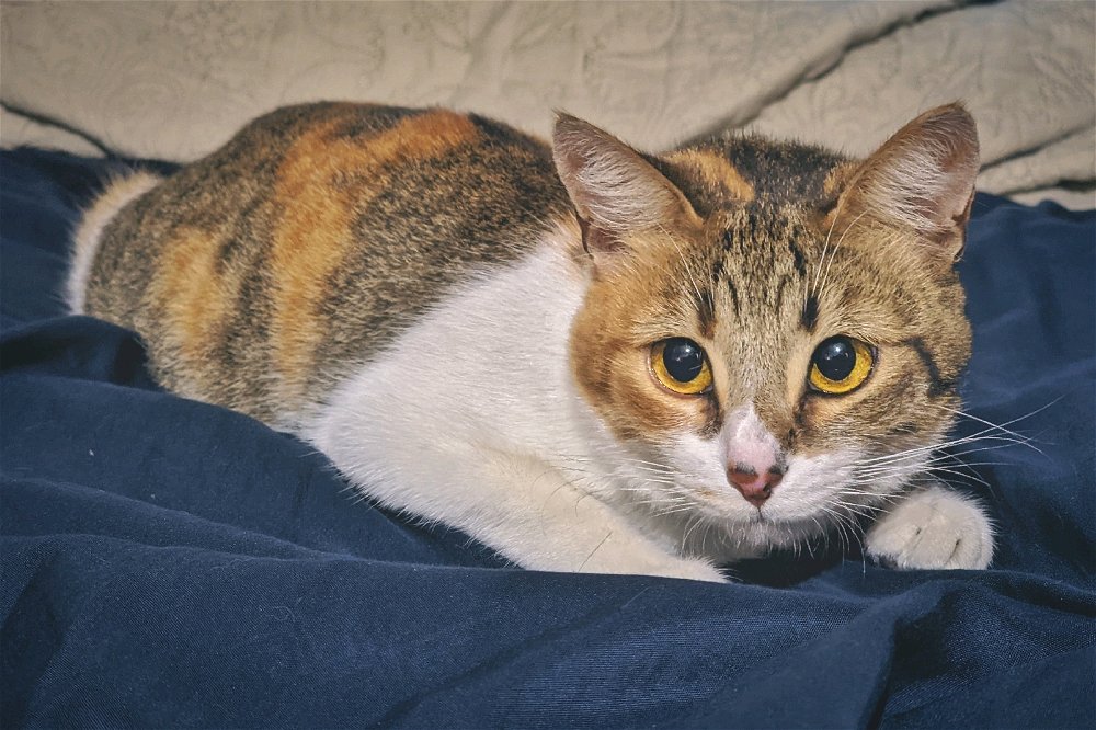 A cute cat