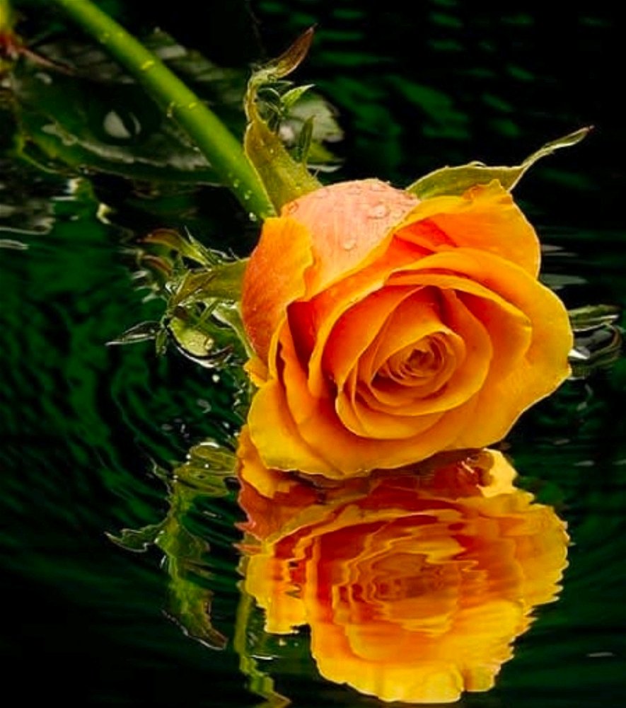 🌹🧡🌹