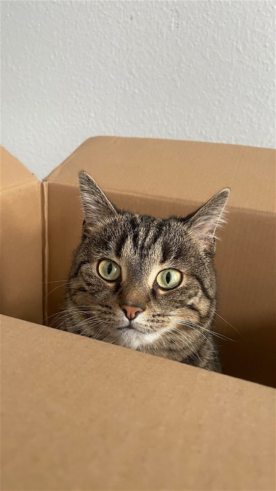 Katzen und ihre Kisten 🤣