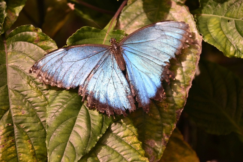 Blue butterfly 🦋