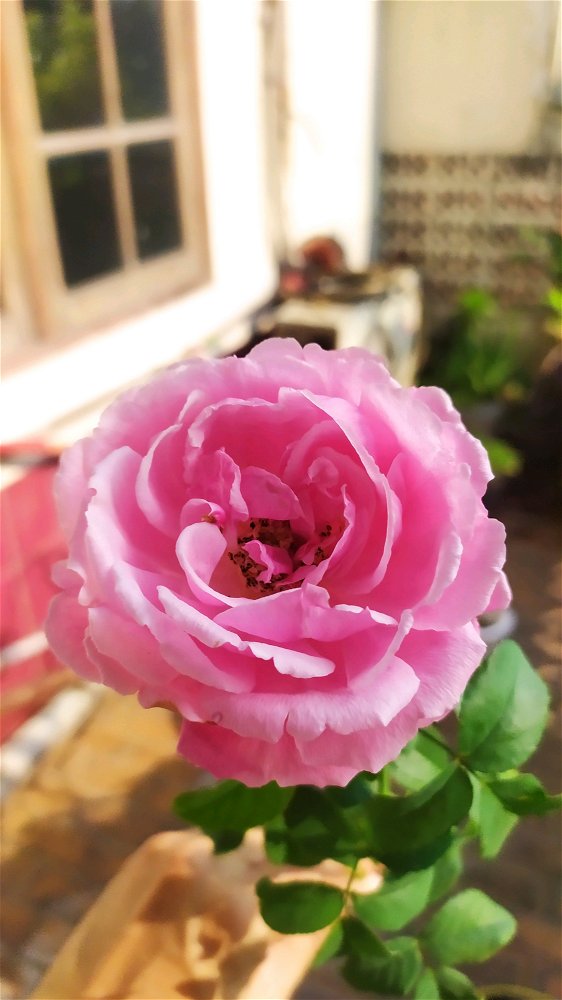 Hold my rose, so I can hold your hand