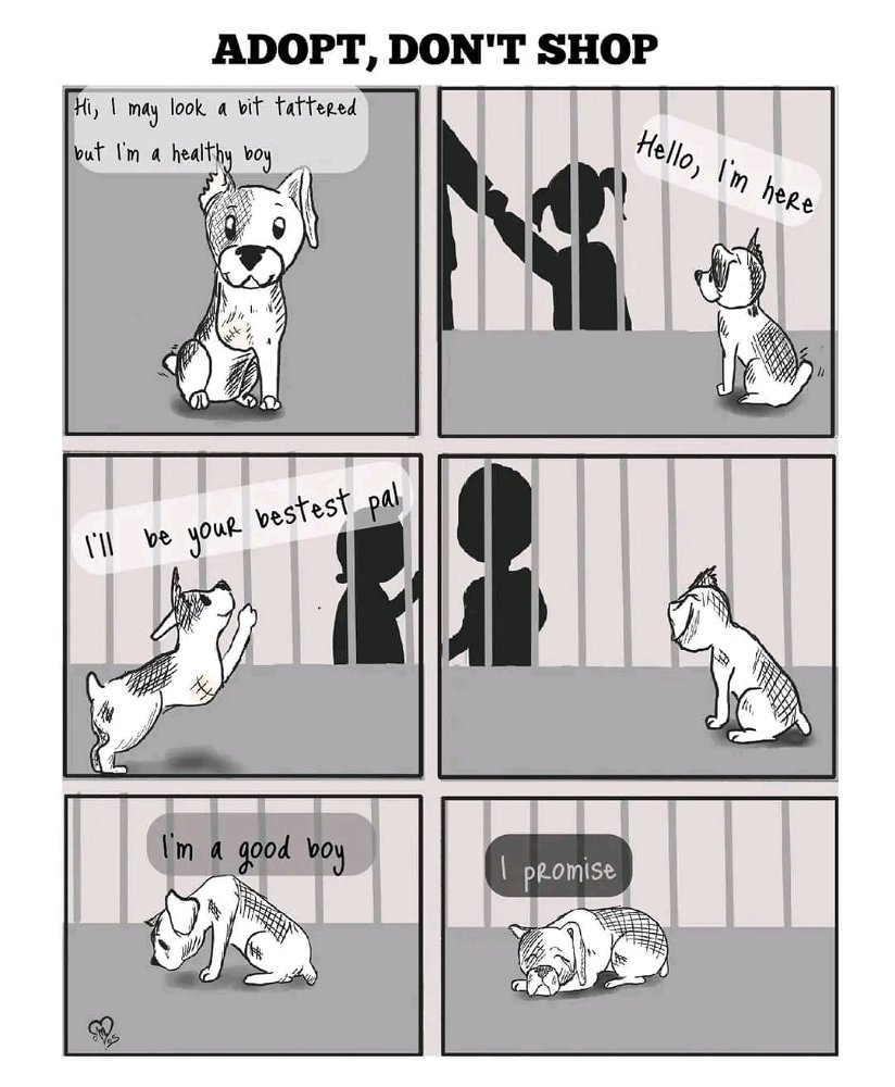 🐶🐶
